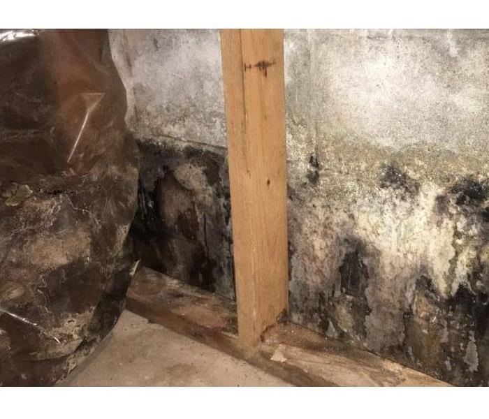 Mold found in bottom floor on cement